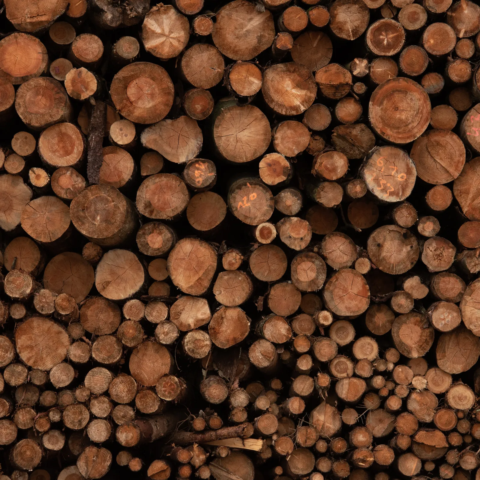 ¿Cómo se Asegura la Sostenibilidad en el Uso de Madera para la Construcción?